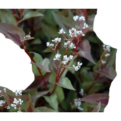 bylina Rdest Chocolate Dragon B342