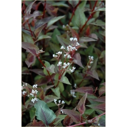 bylina Rdest Chocolate Dragon B342