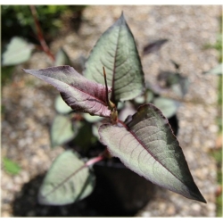 bylina Rdest Chocolate Dragon B342