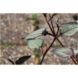 bylina Rdest Chocolate Dragon B342