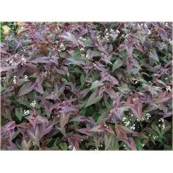 bylina Rdest Chocolate Dragon B342