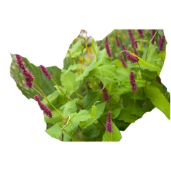 bylina Rdest Golden Arrow B341