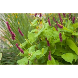 bylina Rdest Golden Arrow B341