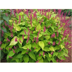 bylina Rdest Golden Arrow B341