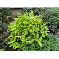 bylina Rdest Golden Arrow B341