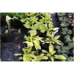 bylina Rdest Golden Arrow B341