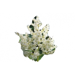 bylina Rdest Polymorpha B345