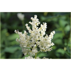 bylina Rdest Polymorpha B345