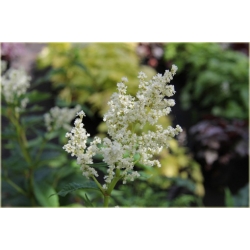 bylina Rdest Polymorpha B345