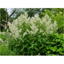 bylina Rdest Polymorpha B345