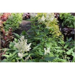 bylina Rdest Polymorpha B345