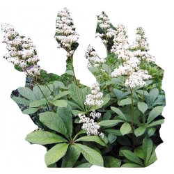 bylina Rodgersja kasztanolistna B358