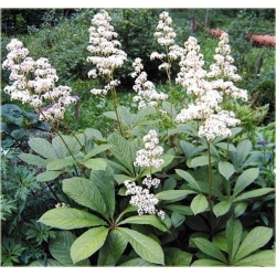 bylina Rodgersja kasztanolistna B358