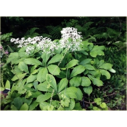 bylina Rodgersja kasztanolistna B358