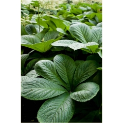 bylina Rodgersja kasztanolistna B358