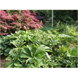 bylina Rodgersja kasztanolistna B358