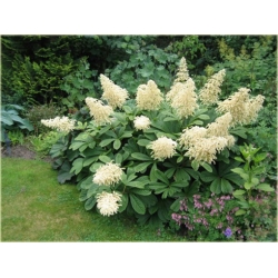 bylina Rodgersja pierzasta B295