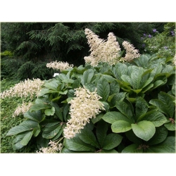 bylina Rodgersja pierzasta B295