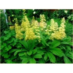 bylina Rodgersja pierzasta B295