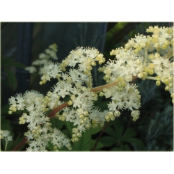 bylina Rodgersja pierzasta B295