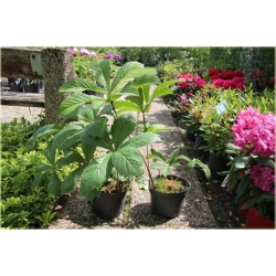 bylina Rodgersja pierzasta B295