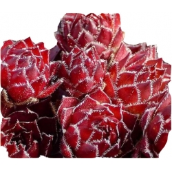 bylina Rojnik czerwony B251