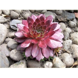 bylina Rojnik czerwony B251