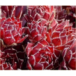 bylina Rojnik czerwony B251