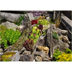 bylina Rojnik czerwony B251