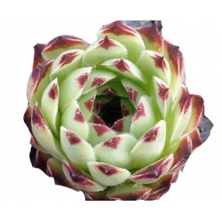 bylina Rojnik drobny B265