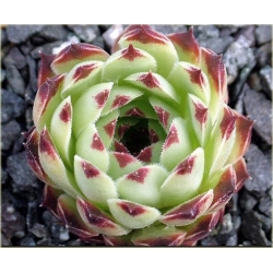 bylina Rojnik drobny B265