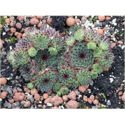 bylina Rojnik drobny B265