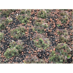 bylina Rojnik drobny B265