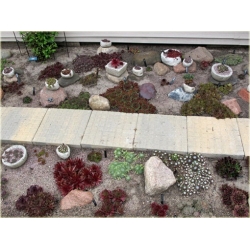 bylina Rojnik drobny B265