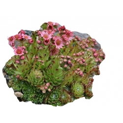 bylina Rojnik pajęczynowaty B267