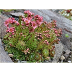 bylina Rojnik pajęczynowaty B267