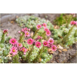 bylina Rojnik pajęczynowaty B267