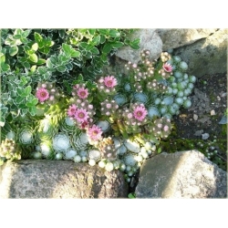 bylina Rojnik pajęczynowaty B267