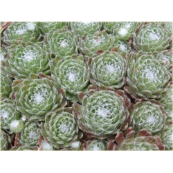 bylina Rojnik pajęczynowaty B267