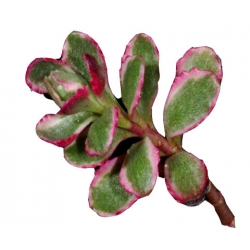 bylina Rozchodnik kaukaski B228