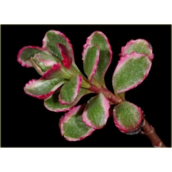 bylina Rozchodnik kaukaski B228