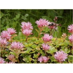 bylina Rozchodnik kaukaski B228