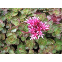 bylina Rozchodnik kaukaski B228