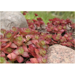 bylina Rozchodnik kaukaski B228