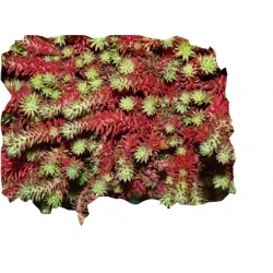 bylina Rozchodnik ościsty Red B306