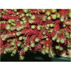 bylina Rozchodnik ościsty Red B306