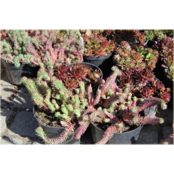 bylina Rozchodnik ościsty Red B306