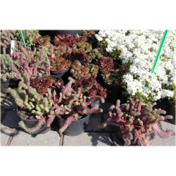 bylina Rozchodnik ościsty Red B306