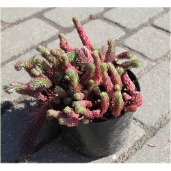 bylina Rozchodnik ościsty Red B306