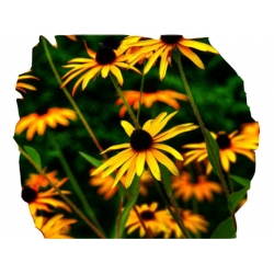 bylina Rudbekia okazała żółta B227